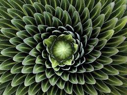 16 Photos Of Geometrical Plants For Symmetry Lovers Fractals In Nature Spirals In Nature Fibonacci In Nature