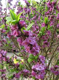 Image result for Daphne mezereum