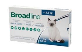 Check out 10 loving, amazing cats to celebrate! Cele Mai Populare Nume De Pisici In 2020 The Petclub Blog