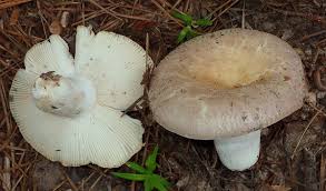 Image result for Russula compacta