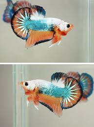 Discover the things you love, and buy it all in one place! Pin On Fancy Bettas