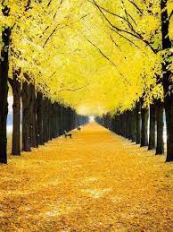Yellow Flowered Road In Germany 9gag Beautiful Landscapes Beautiful Nature Nature Photography