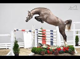 Hickstead white is a gray stallion of fascinating type, clearly underlined by the performance of his internationally successful ancestors. Www Dressurstall Sandbrink De 2017 Lic Hickstead White Stallion Youtube