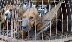 Maybe you would like to learn more about one of these? South Koreans Eat More Than 2 Million Dogs Every Year But That S Changing