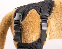 We did not find results for: Cruciate Care Dog Knee Brace For Torn Acl Ortho Dog