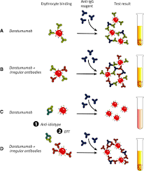 Image result for Indirect Coombs