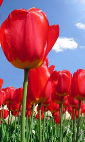 3d Rose Live Wallpaper Free Android Apps On Google Play Tulips Flowers Flower Pictures Flower Images