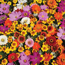 See more ideas about butterfly plants, butterfly garden, plants. Monarch Butterfly Garden Mix Wildflower Mixes R H Shumway S Company