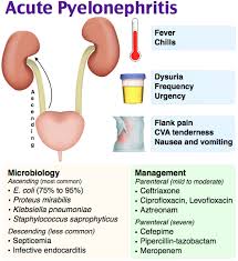 Rosh Review Acute Pyelonephritis Renal Pharm Medical Surgical Nursing Surgical Nursing Nursing School Notes