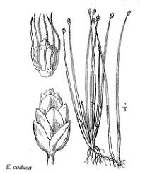 Image result for Eleocharis caduca