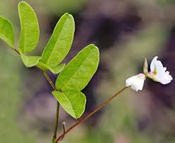 Image result for Galactia