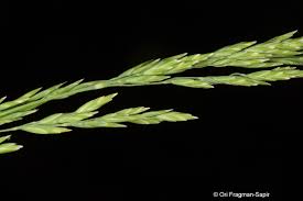 Image result for Poa binata