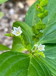 Image result for Spigelia anthelmia