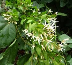 Image result for Baissea wulfhorstii