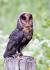Barn Owl White