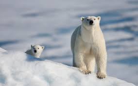 Polar Bears Live In The Arctic Near The North Pole Top 10 Most Amazing Facts About North Pole Polar Bear Cute Polar Bear Baby Polar Bears