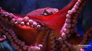 Pin By Dom On Cephalapod Giant Pacific Octopus Monterey Bay Aquarium Octopus