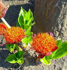 Image result for Scadoxus puniceus