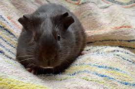 Guinea Pig Definition Diet Life Span Facts Britannica