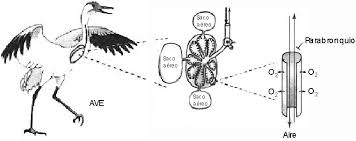 Y con estos dibujos para colorear van a poder hasta pintarlos. Respiracion Vegetal Y Aparato Respiratorio Animal Monografias Com