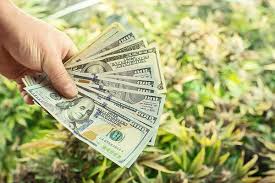 Compliance & tax if you have more questions about how to start a dispensary and how much it costs to open a dispensary in your state. Master Grower Salary 104 000 Avg July 2020 How Much Do Weed Growers Make Production Grower