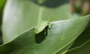 Rimedi Naturali Per Allontanare Le Cimici Rimedi Naturali Rimedi Cimici