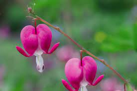 The plants like moist, shady sites and go dormant by summer, making room for other species. Growing And Caring For Common Bleeding Heart