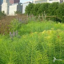 Image result for Cyanastrum johnstonii