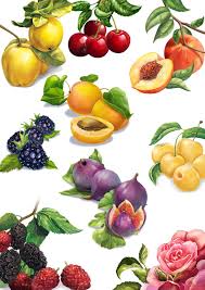 Here presented 58+ realistic apple drawing images for free to download, print or share. Draw Realistic Fruits For You By Roks Olana Fiverr