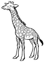 Giraffe Ausmalbild Giraffenzeichnung Ausmalbilder Tiere Bilder Zum Ausmalen Fur Kinder