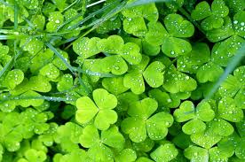 See full list on bobvila.com How To Get Rid Of Clover Sydney City Property Care