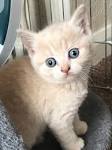 Available Kittens - British Shorthair