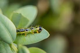 Image result for caterpillar box tree moth inside buxus plant