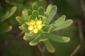 Image result for Surianaceae
