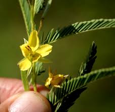 Image result for Chamaecrista mimosoides