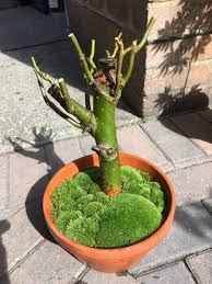 All of my curly willows were originally rooted from floral cuttings. Corkscrew Willow Hard Prune Bonsai