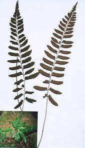 Image result for Asplenium inaequilaterale