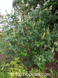 Image result for Crotalaria pallida
