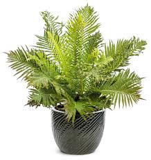 Image result for Blechnum