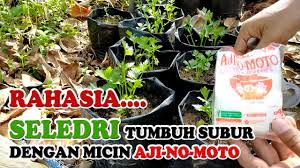 Pilihan media tanam · penyiraman · siram pakai air cucian beras · cek rutin serangan hama · pupuk alami dari bubuk kulit udang. Rahasia Menanam Seledri Dalam Polybag Tumbuh Subur Dan Pupuk Seledri Dengan Ajinomoto Youtube