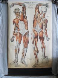 Antique Pull Down Muscle Anatomy Chart 1918 Vintage Medical Collectibles Nystrom Chicago Male Portrait Human Figure Life Size 76 Inch