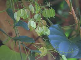 Image result for Cardiopteridaceae