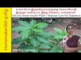 À®à®¨ À®¤ À® À® À®à® À®à®° À®µ À®¯ À®¤ À®¯ À®µ À®°à® À® À®® How To Grow Insulin Plant In Home For Diabetics Youtube
