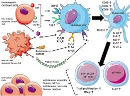 Here are the charismatic charlie wade complete novel chapter links for you. Danger Signalling During Cancer Cell Death Origins Plasticity And Regulation Cell Death Differentiation