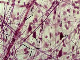 Areolar Connective Tissue Description Cells In Fluid Gel Matrix Function Binds Organs Location Tissue Biology Loose Connective Tissue Anatomy And Physiology