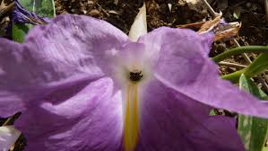 Image result for Siphonochilus