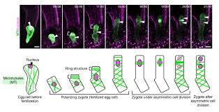 Maybe you would like to learn more about one of these? Live Cell Imaging Of Asymmetric Cell Division In Fertilized Plant Cells