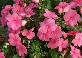 Bunga warna merah identik dengan simbol cinta dan kasih sayang membara. Daftar Nama Bunga Lengkap Beserta Gambar Dan Penjelasannya Bibitbunga Com