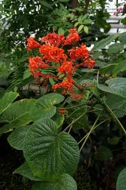 Image result for Clerodendrum abilioi