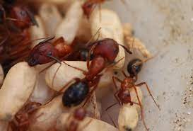 Bill's pest termite control helps residential and commercial property owners tackle their pest control and termite treatment problems with the best solutions. Big Headed Ants